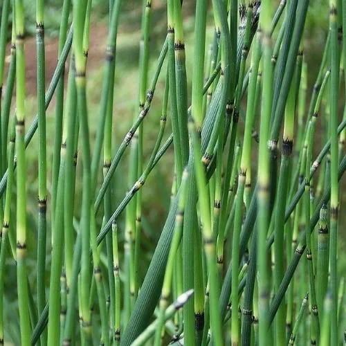 Cavalinha - Equisetum arvensis no Saquinho — foto 5