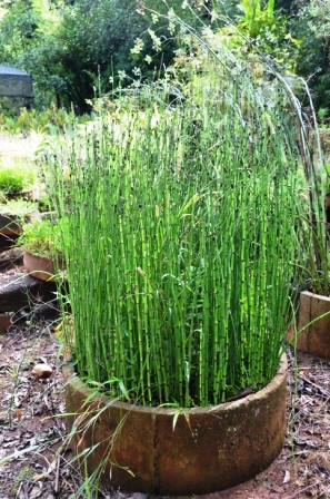 Cavalinha - Equisetum arvensis no Saquinho — foto 4