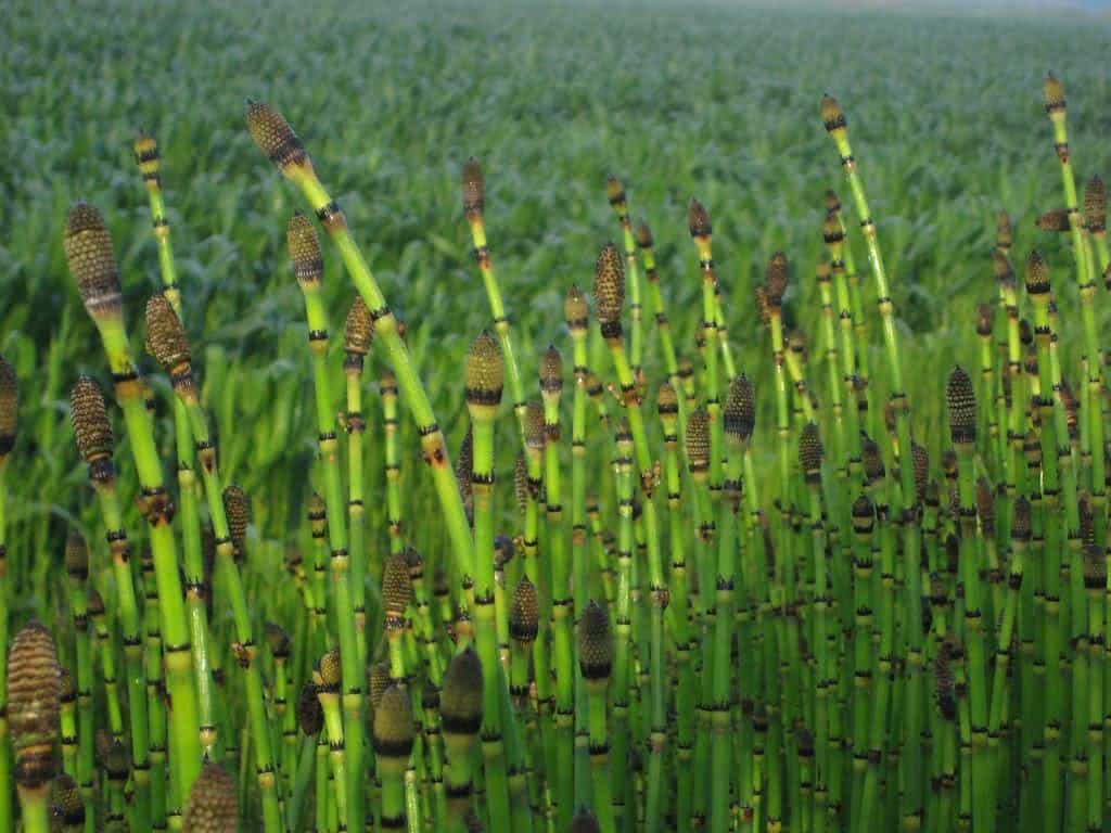 Cavalinha - Equisetum arvensis no Saquinho — foto 6