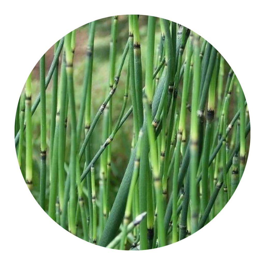 Cavalinha - Equisetum arvensis no Saquinho