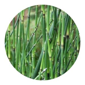 Cavalinha - Equisetum arvensis no Saquinho