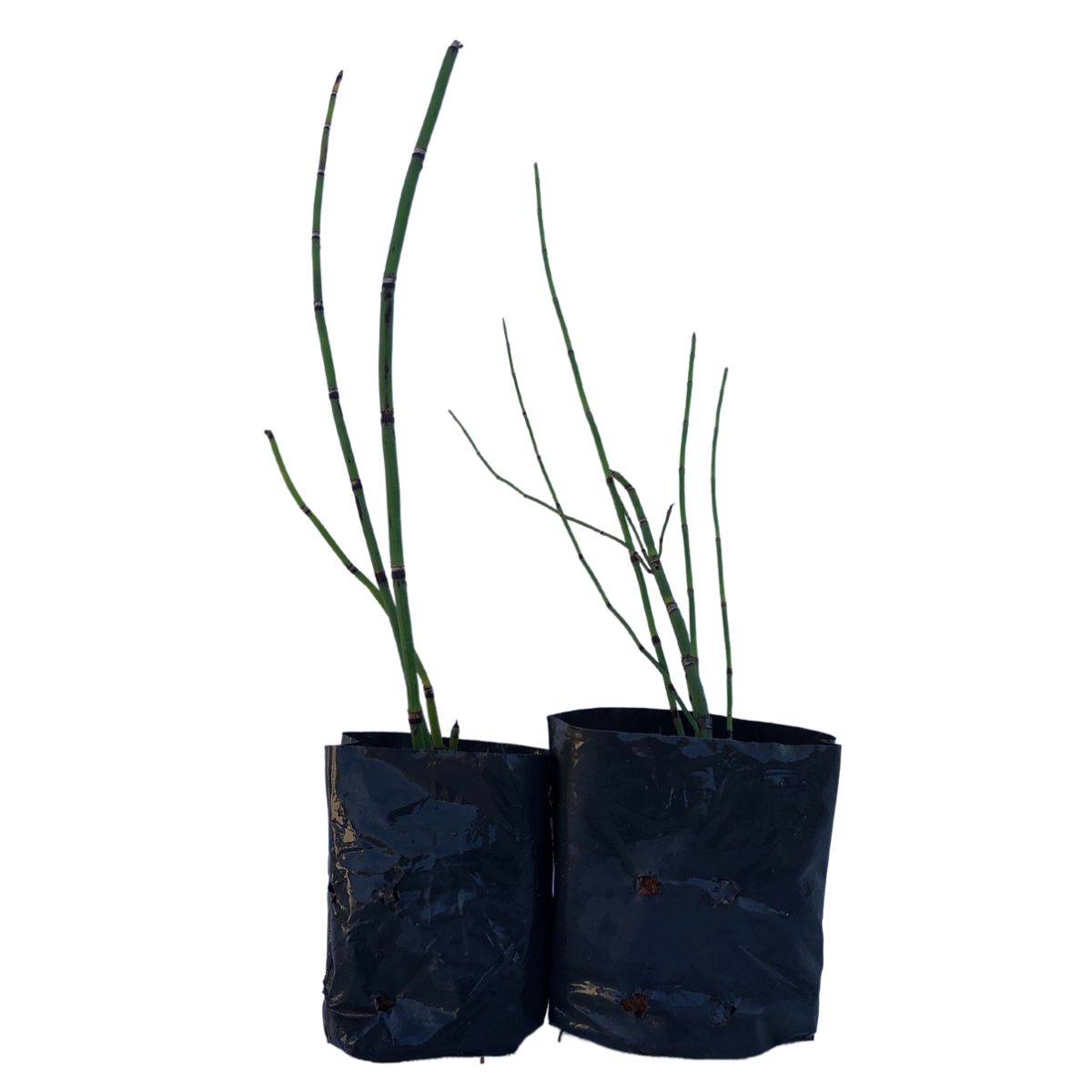 Cavalinha - Equisetum arvensis no Saquinho — foto 2