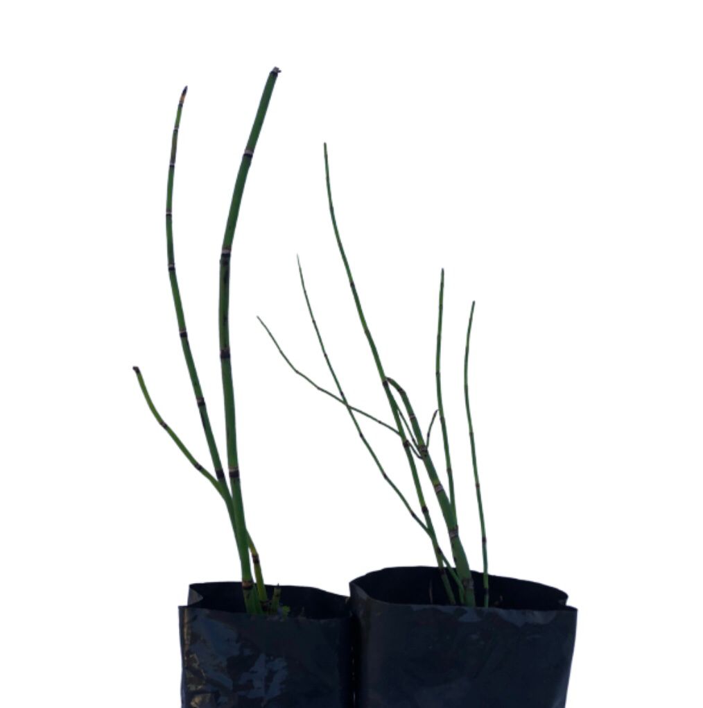 Cavalinha - Equisetum arvensis no Saquinho — foto 3