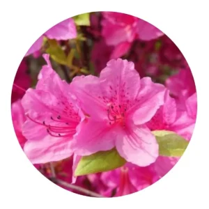 2 Mudas Adultas de Azaléia Rhododendron - Cerca Viva / Vaso