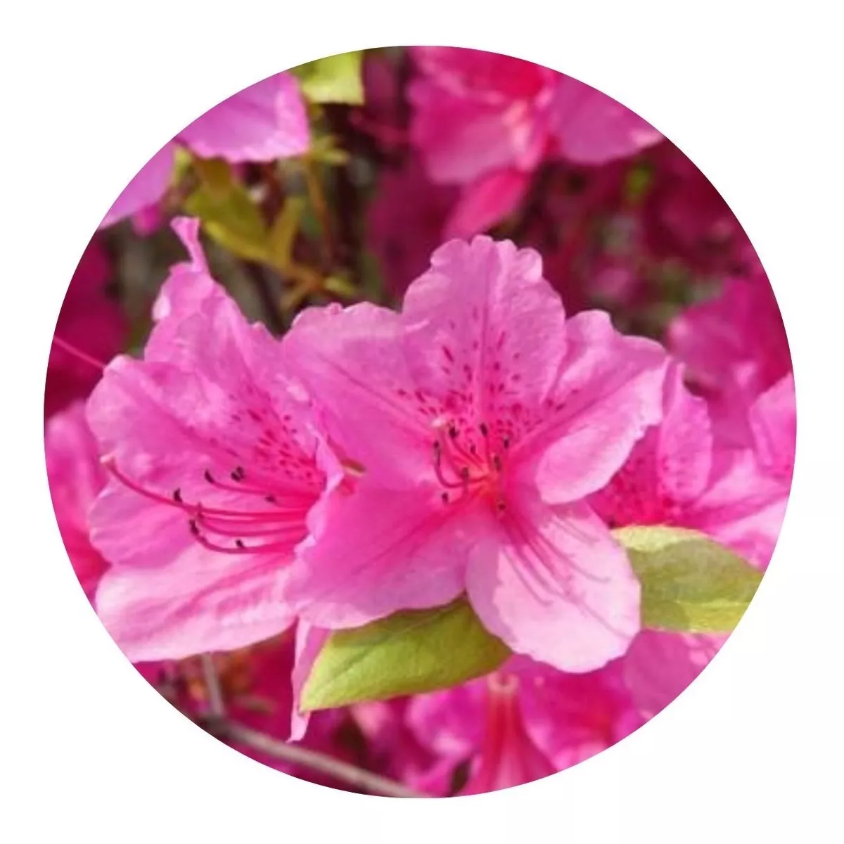 2 Mudas Adultas de Azaléia Rhododendron - Cerca Viva / Vaso