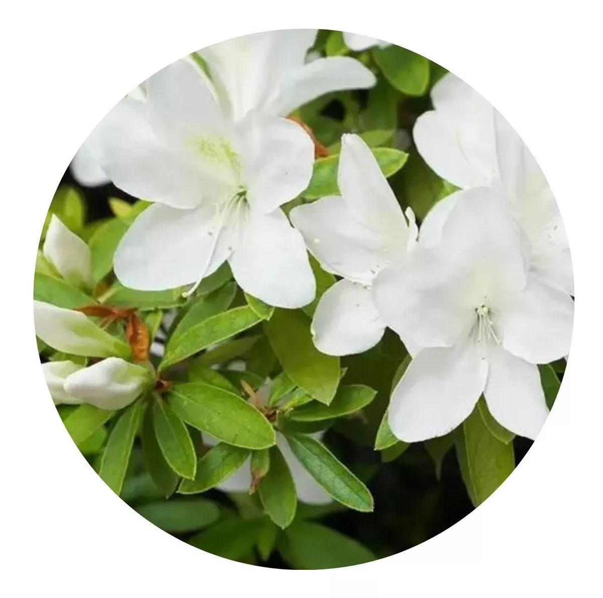 2 Mudas Adultas de Azaléia Rhododendron - Cerca Viva / Vaso - Imagem 8