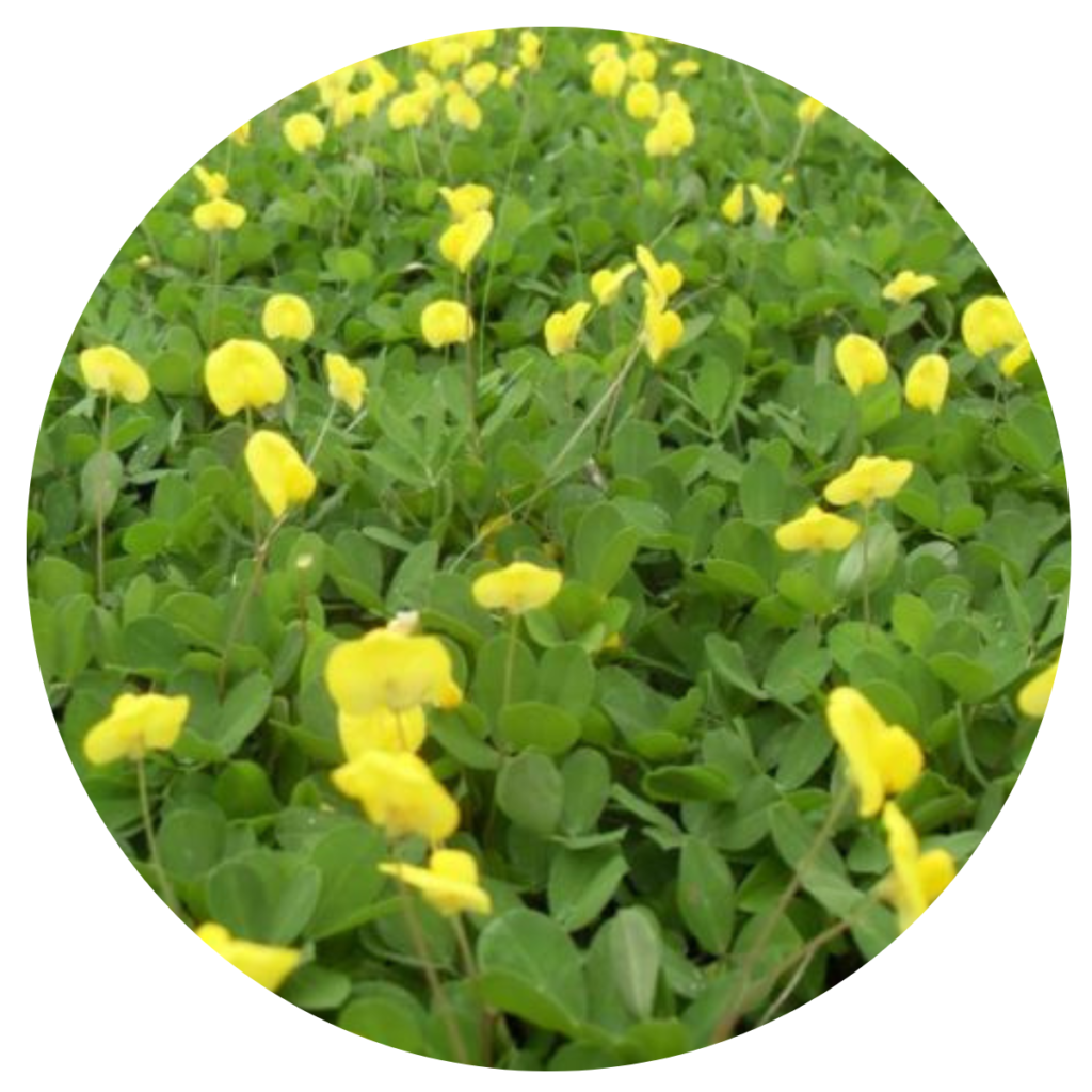 20.000 Mudas Amendoim Forrageiro para Jardinagem Raiz Nua