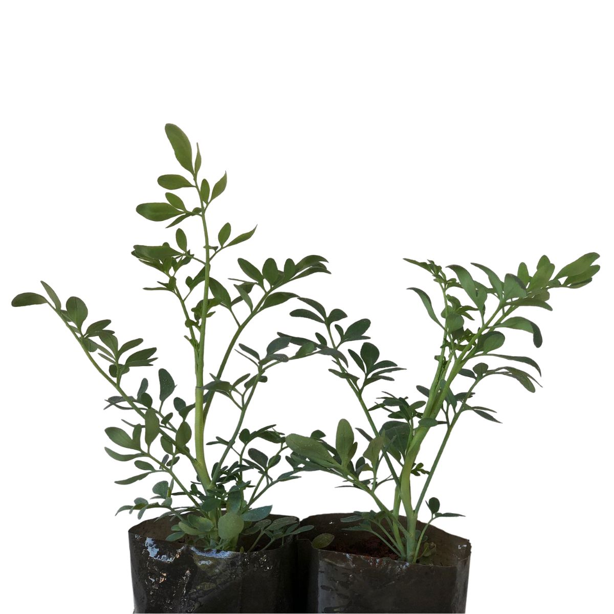 Arruda - Ruta graveolens — foto 2