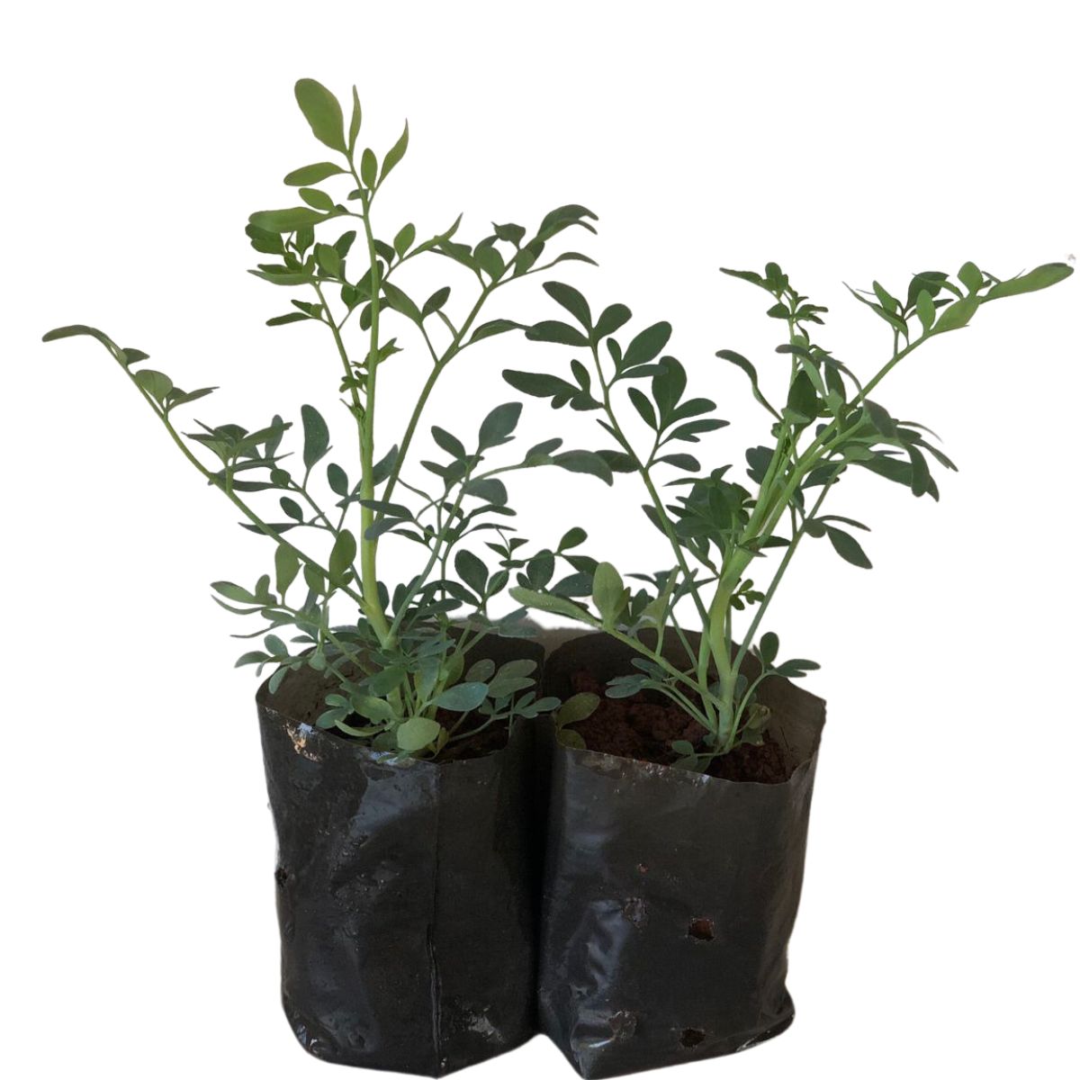 Arruda - Ruta graveolens — foto 3
