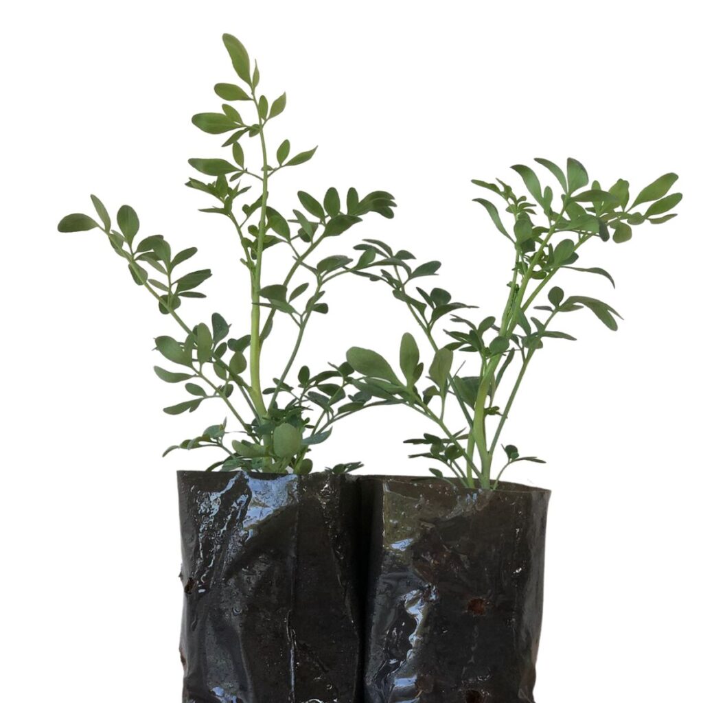 Arruda - Ruta graveolens