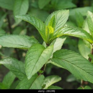 Menta, hortelã-pimenta (mentha piperita)
