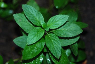 Menta, hortelã-pimenta (mentha piperita) no Saquinho