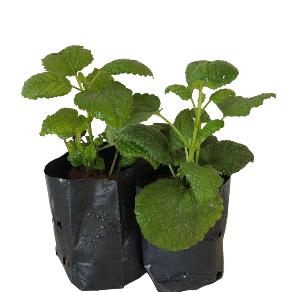 Melissa - Melissa officinalis