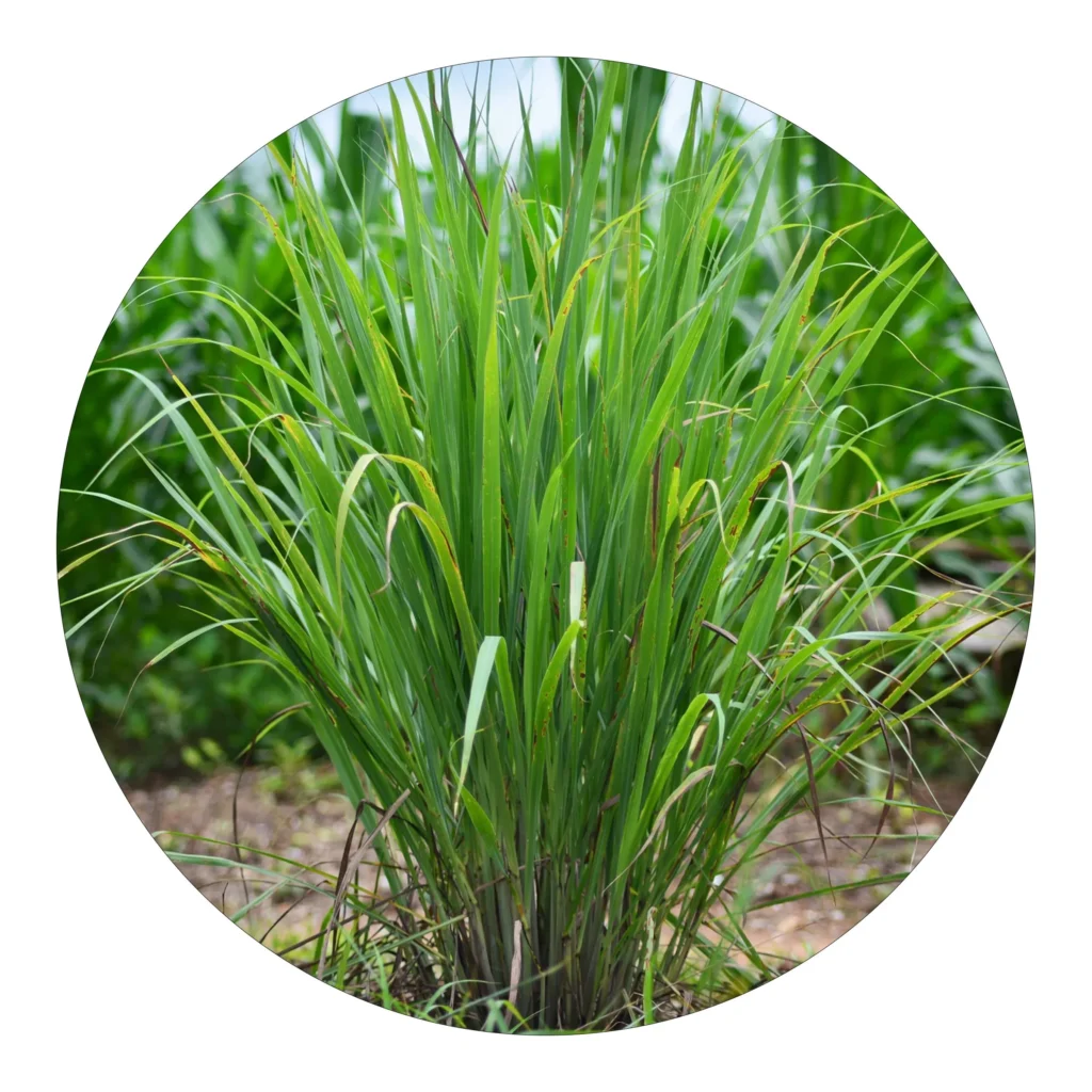 Capim Santo, Capim Cidreia - Cymbopogon citratus