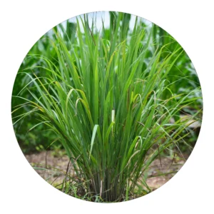 Capim Santo, Capim Cidreia - Cymbopogon citratus