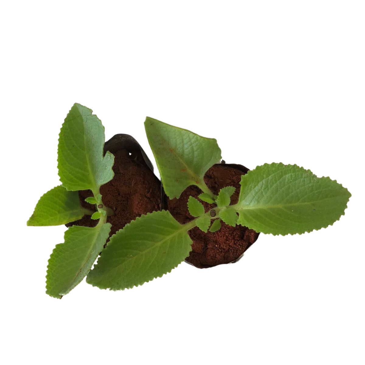 Hortelã do Norte - Plectranthus amboinicus — foto 3
