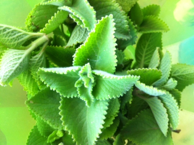 Hortelã do Norte - Plectranthus amboinicus — foto 5