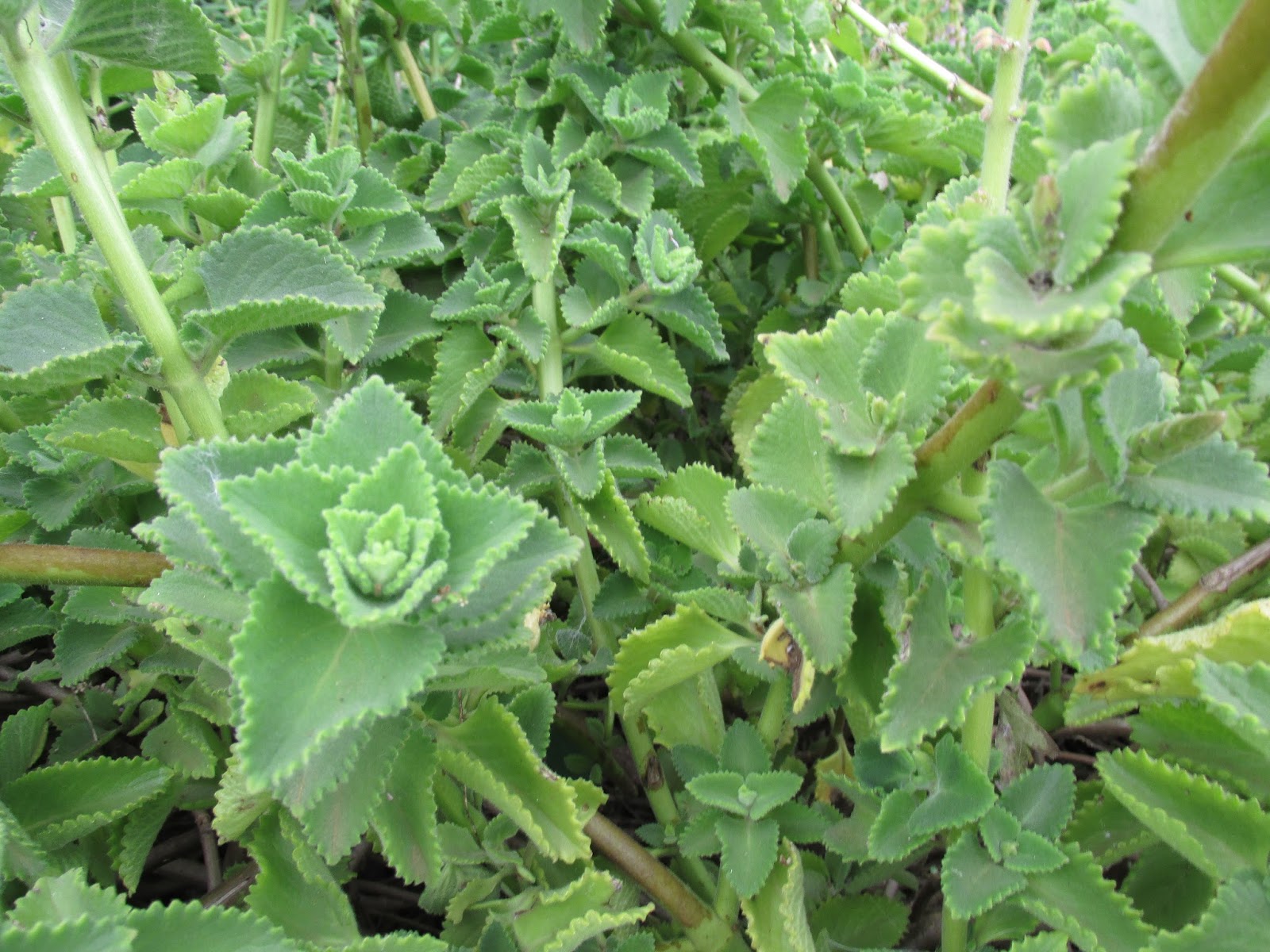 Hortelã do Norte - Plectranthus amboinicus — foto 6