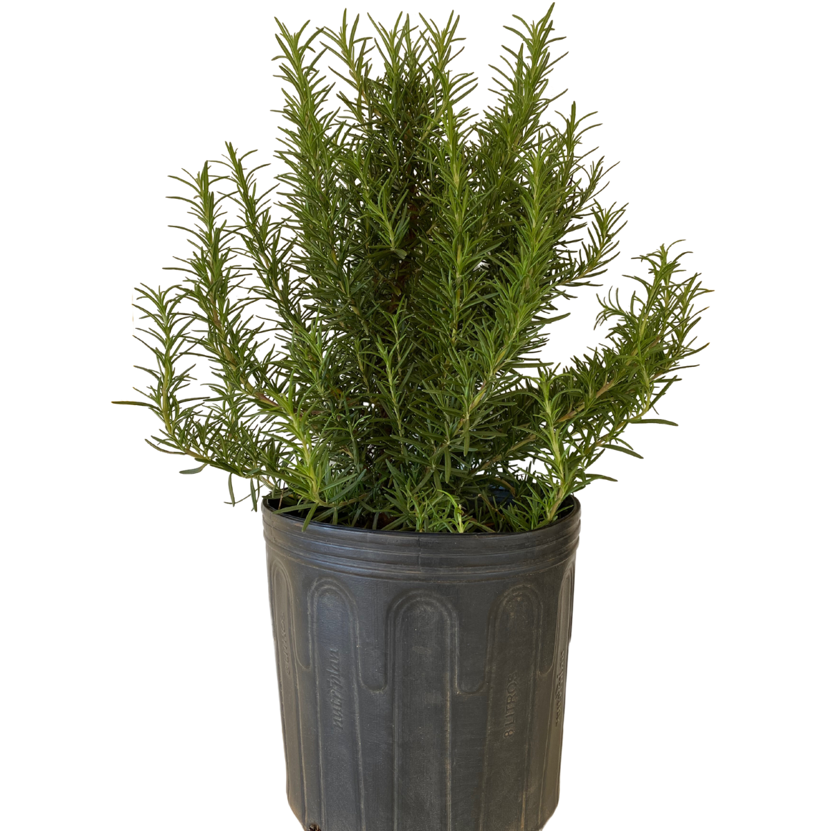 Alecrim, Rosmarinus officinalis no Pote 14 — foto 2