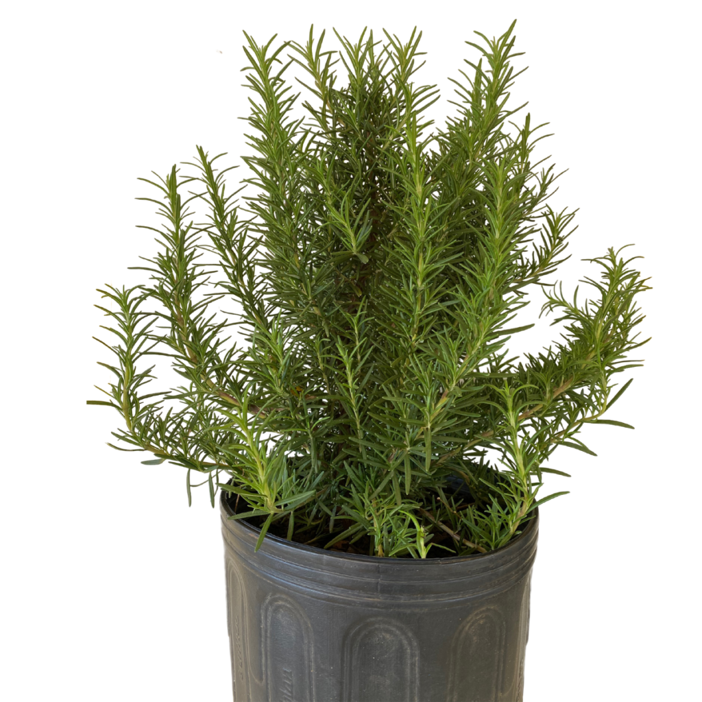 Alecrim, Rosmarinus officinalis no Pote 14