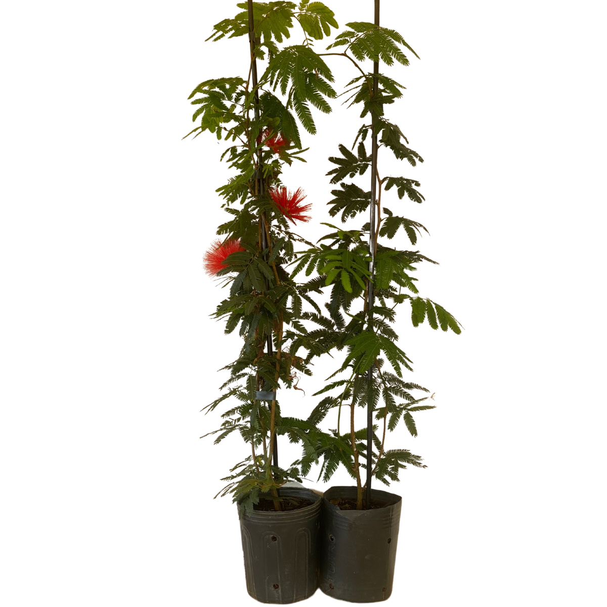 Caliandra-de-flor-vermelha, Calliandra haematocephala - Imagem 3