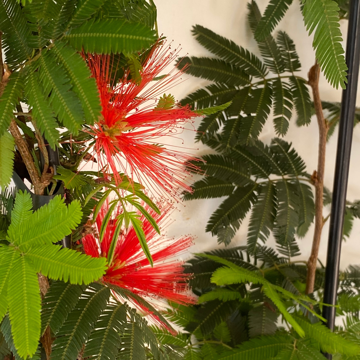 Caliandra-de-flor-vermelha, Calliandra haematocephala - Imagem 2