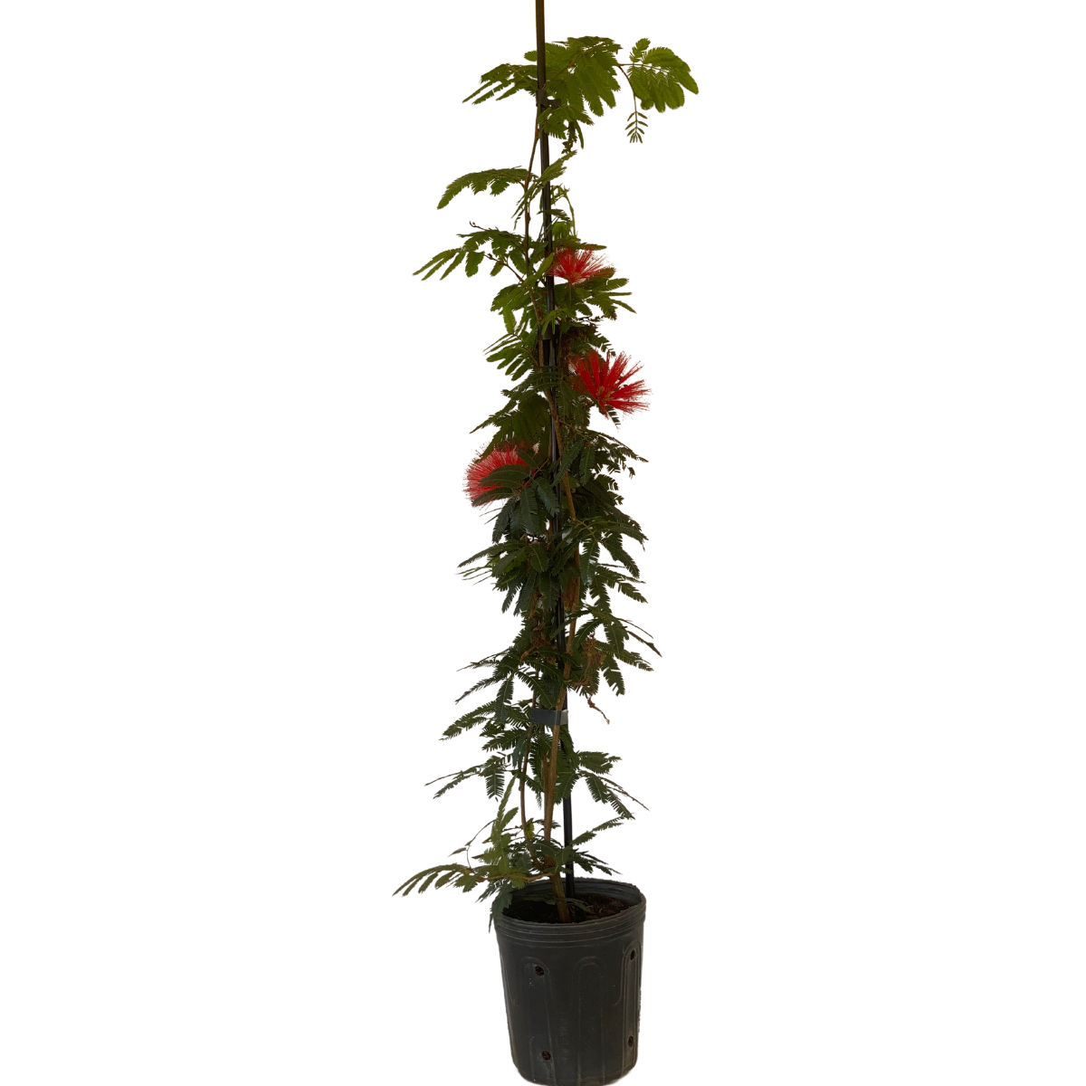 Caliandra-de-flor-vermelha, Calliandra haematocephala