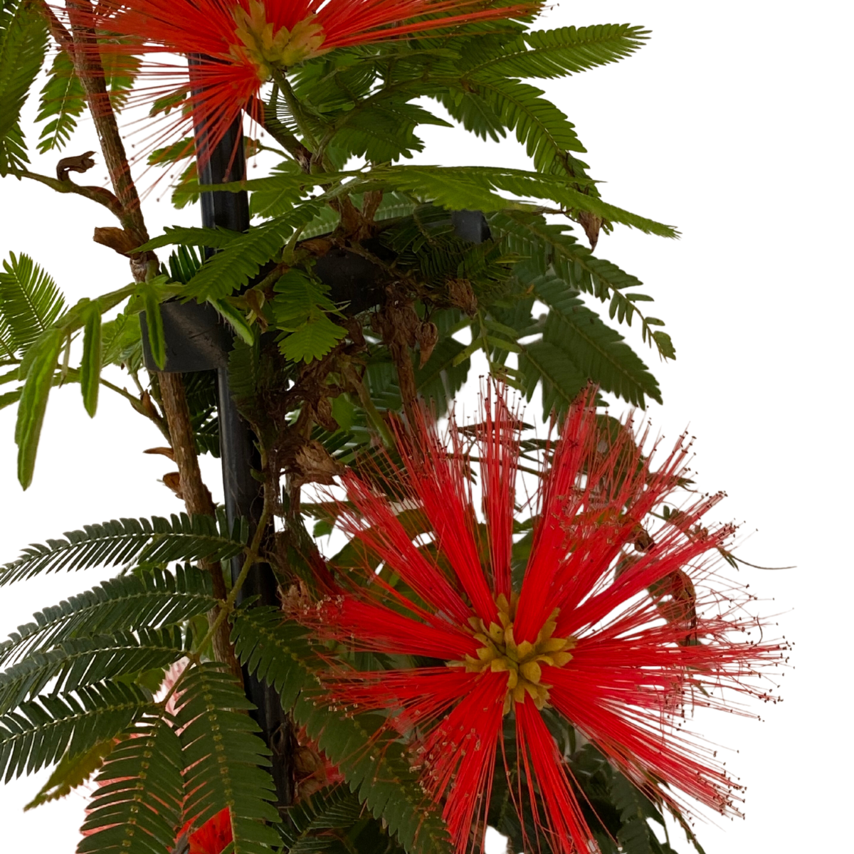 Caliandra-de-flor-vermelha, Calliandra haematocephala - Imagem 4