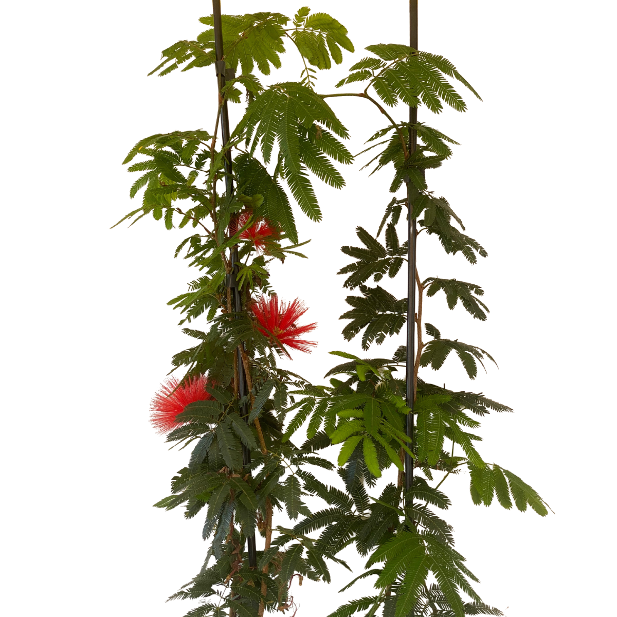 Caliandra-de-flor-vermelha, Calliandra haematocephala - Imagem 6
