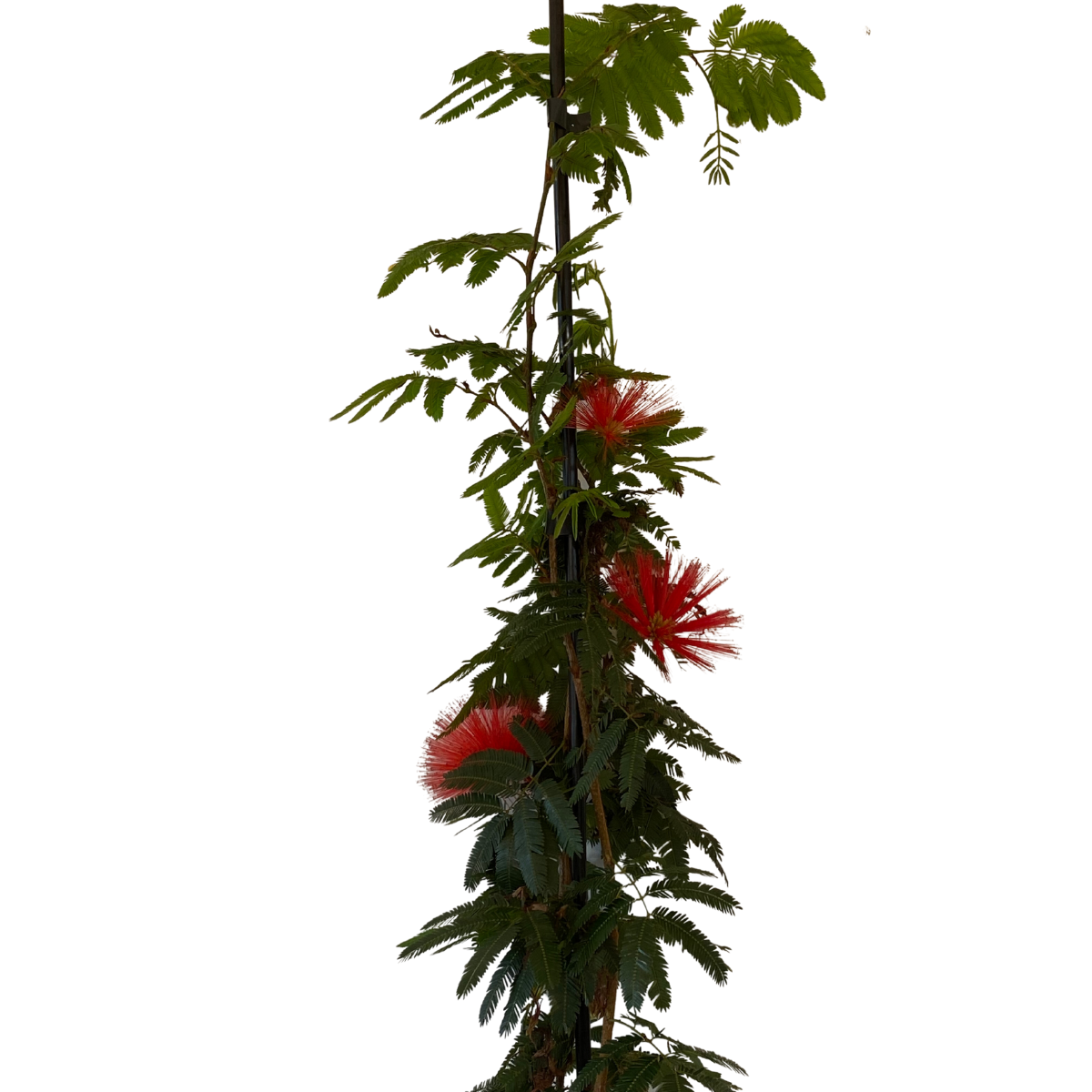Caliandra-de-flor-vermelha, Calliandra haematocephala - Imagem 5