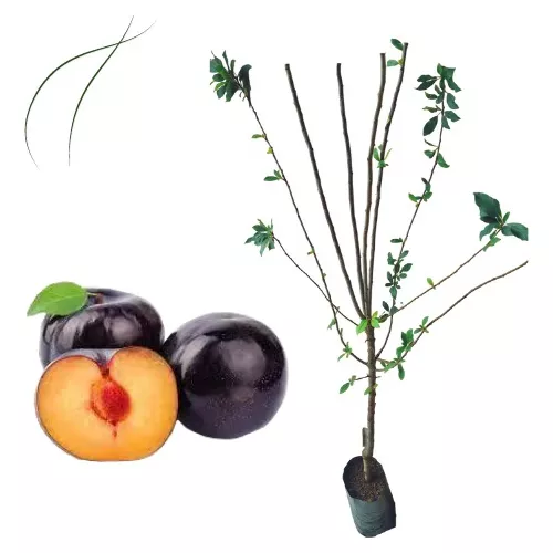 Par Mudas Frutífera Ameixa Preta - Enxertada