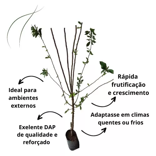 Par Mudas Frutífera Ameixa Preta - Enxertada — foto 2