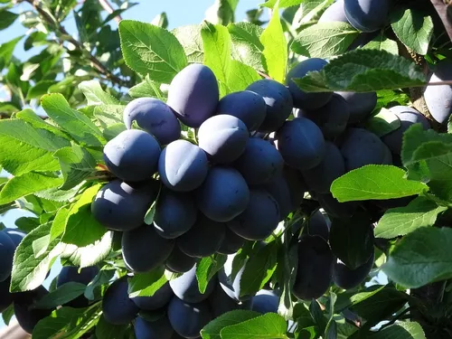 Par Mudas Frutífera Ameixa Preta - Enxertada — foto 3