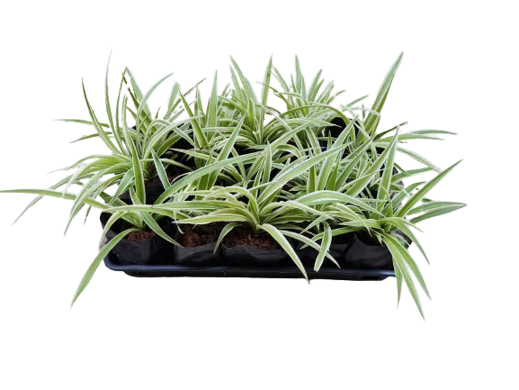 Clorofito Sombra - Chlorophytum Comosum Variegatum — foto 2