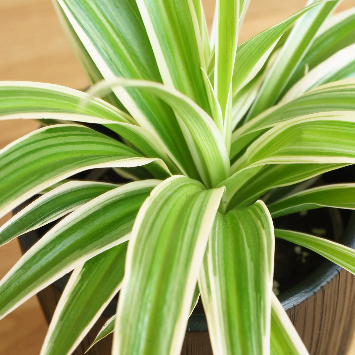 Clorofito Sombra - Chlorophytum Comosum Variegatum — foto 5