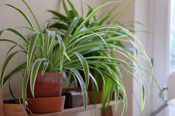 Clorofito Sombra - Chlorophytum Comosum Variegatum — foto 3