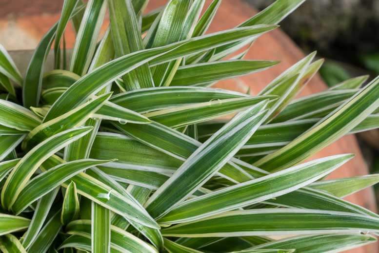 Clorofito Sombra - Chlorophytum Comosum Variegatum — foto 6