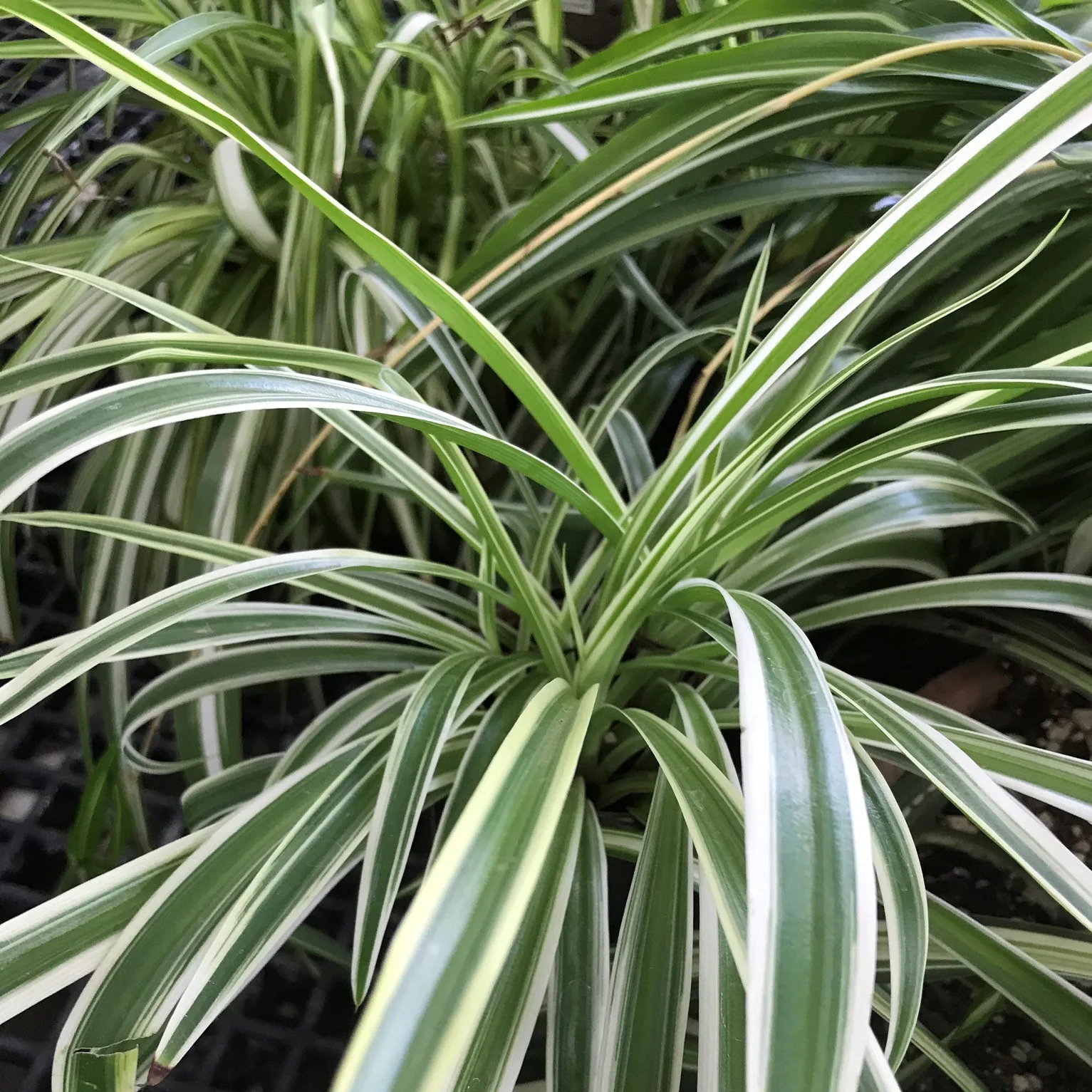 Clorofito Sombra - Chlorophytum Comosum Variegatum — foto 4