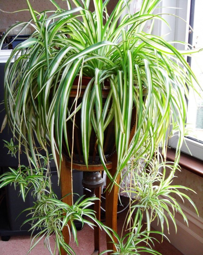 Clorofito Sol / Gravatinha chlorophytum vittatum — foto 4