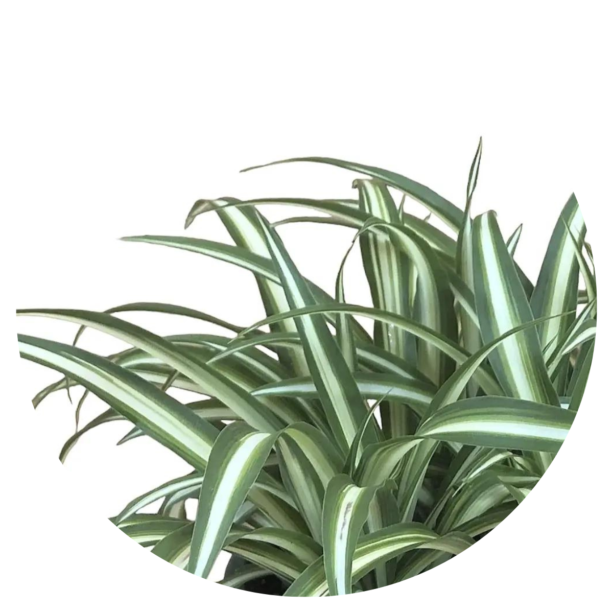Clorofito Sol / Gravatinha chlorophytum vittatum
