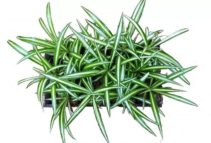 Clorofito Sol / Gravatinha chlorophytum vittatum — foto 2