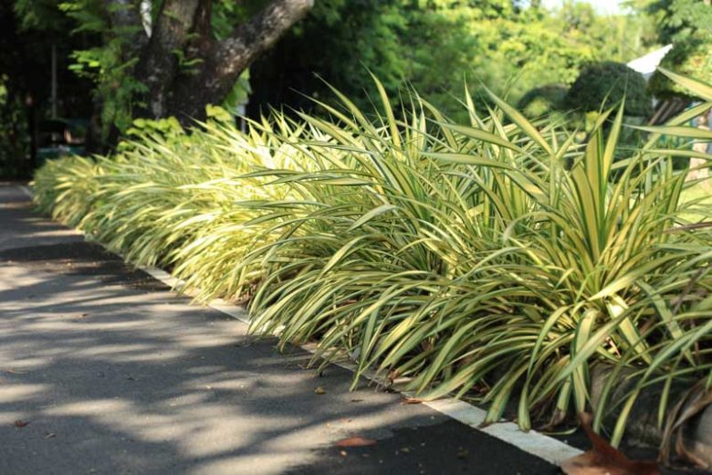 Clorofito Sol / Gravatinha chlorophytum Comosum vittatum — foto 5