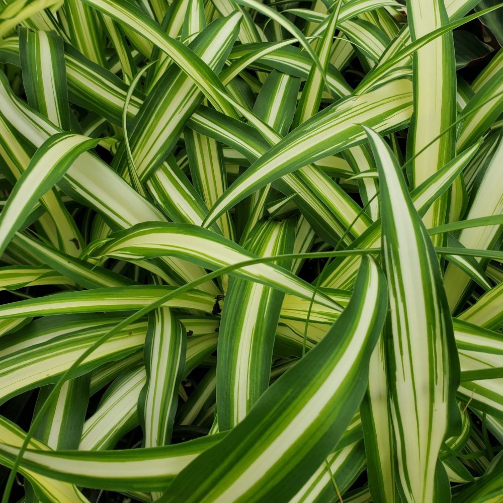 Clorofito Sol / Gravatinha chlorophytum vittatum — foto 7
