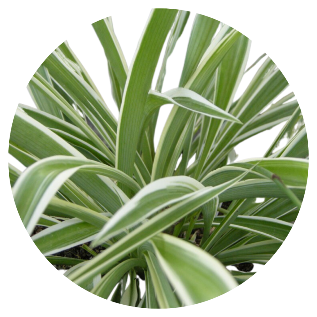 Clorofito Sombra - Chlorophytum Comosum Variegatum