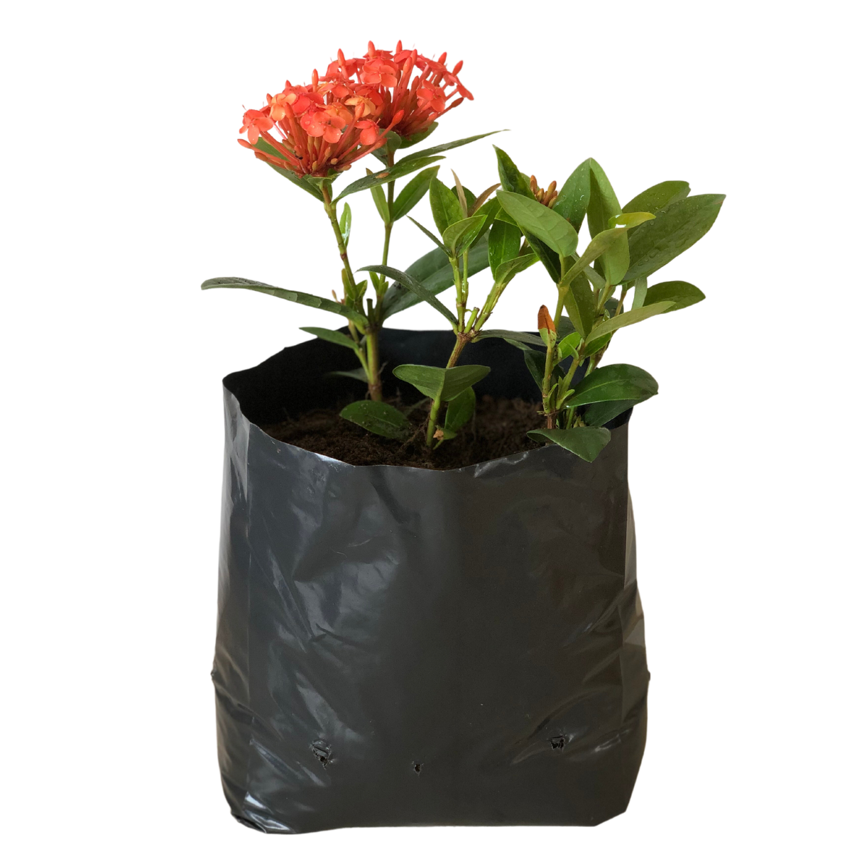 20kg Atacado Saquinhos Para Mudas Saco p/ Germinação 28x25cm — foto 4