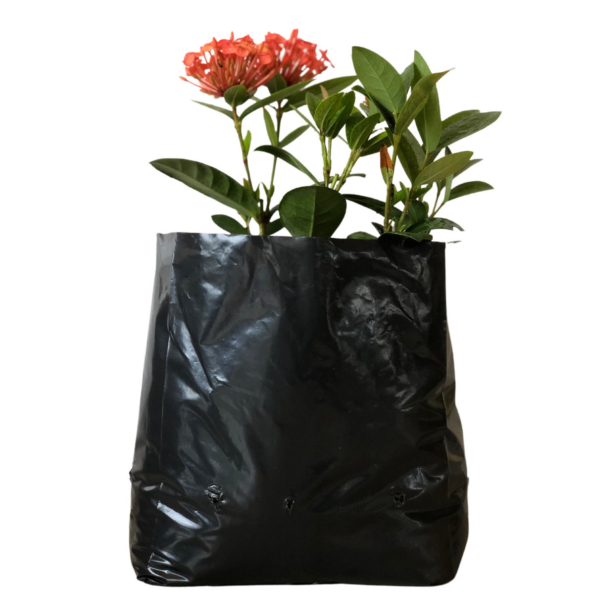 20kg Atacado Saquinhos Para Mudas Saco p/ Germinação 28x25cm — foto 6