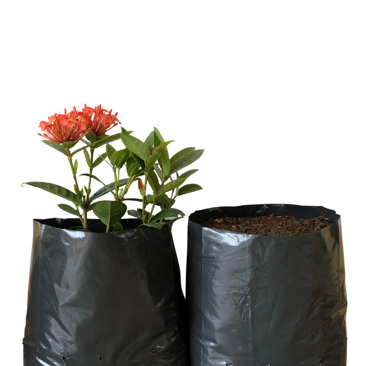 20kg Atacado Saquinhos Para Mudas Saco p/ Germinação 28x25cm — foto 7