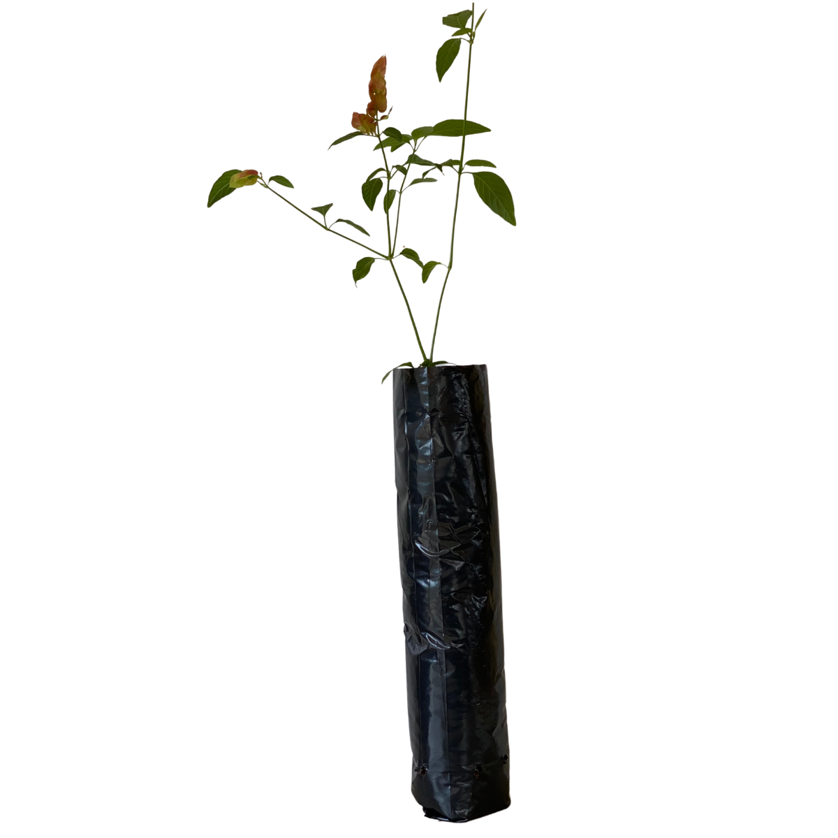 20kg Atacado Saquinhos Para Mudas Saco p/ Germinação 15x48cm — foto 3