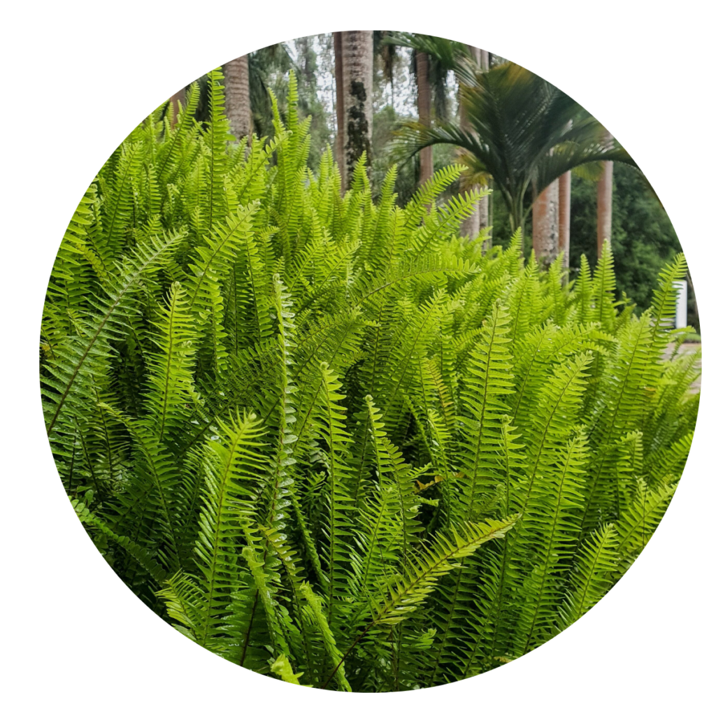 5 Vasos Samambaia Paulista Nephrolepis pectinata Pote 15