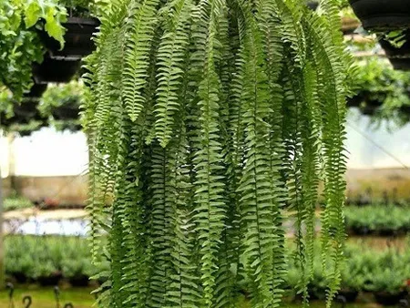 5 Vasos Samambaia Paulista Nephrolepis pectinata Pote 15 - Imagem 7